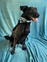 JACKY, Hund, Mischlingshund in Freiberg