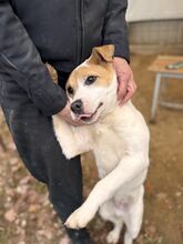 DANTE, Hund, Mischlingshund in Ungarn