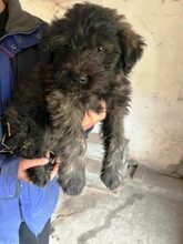 LUCKY, Hund, Mischlingshund in Ungarn