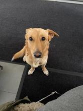 BALOU, Hund, Mischlingshund in Neumarkt