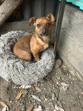MALOY, Hund, Mischlingshund in Rumänien