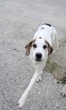 KNÖDEL, Hund, Mischlingshund in Griechenland