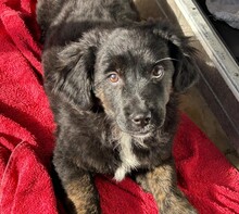 MICI, Hund, Mischlingshund in Rumänien