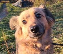 VUKINA, Hund, Mischlingshund in Slowakische Republik