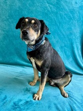 BING, Hund, Mischlingshund in Ungarn