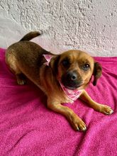 EFFY, Hund, Mischlingshund in Ungarn