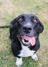 BEAUTY, Hund, Mischlingshund in Hildesheim