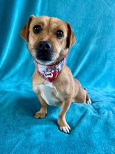 VALERY, Hund, Mischlingshund in Ungarn