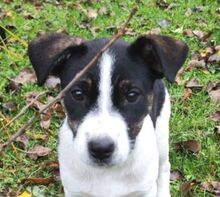 LILI, Hund, Mischlingshund in Slowakische Republik