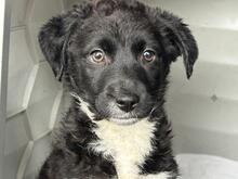 NINO, Hund, Mischlingshund in Rumänien