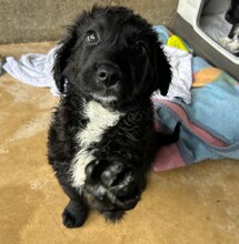 CARLO, Hund, Mischlingshund in Rumänien