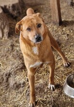 NANACHI, Hund, Mischlingshund in Rumänien