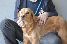 BAIELLA, Hund, Mischlingshund in Italien