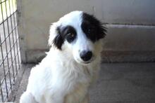 JOVIAN, Hund, Mischlingshund in Italien