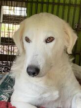 NUMA, Hund, Mischlingshund in Italien