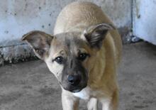 QUARVEN, Hund, Mischlingshund in Italien