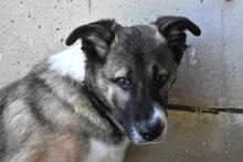 QUORIVAH, Hund, Mischlingshund in Italien