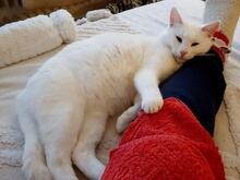 FILIPPA, Katze, Europäisch Kurzhaar in Kiel