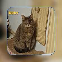 ROXY, Katze, Hauskatze in Lohr