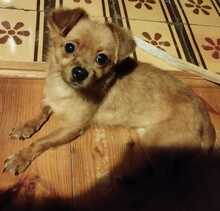 ROXI, Hund, Pekingese-Mix in Aschheim