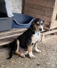 LUPO, Hund, Mischlingshund in Griechenland