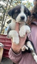 ADAM, Hund, Mischlingshund in Bulgarien