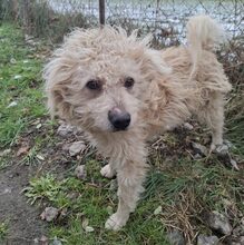 PITU, Hund, Puli-Mix in Ungarn