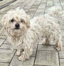 JOE, Hund, Mischlingshund in Rumänien