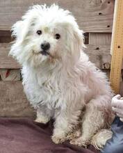 LORI, Hund, Mischlingshund in Rumänien