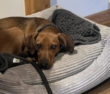 PUPPA, Hund, Mischlingshund in Hückelhoven