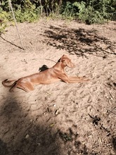 FIFFI, Hund, Mischlingshund in Ungarn
