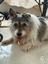 TONY, Hund, Mischlingshund in Groß-Umstadt