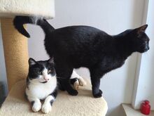 FELIX, Katze, Europäisch Kurzhaar in Berlin