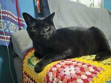 CHARLYBROWN, Katze, Europäisch Kurzhaar in Spanien