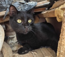 SAMFITZGERALD, Katze, Europäisch Kurzhaar in Spanien
