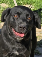 MIRA, Hund, Mischlingshund in Pfullingen