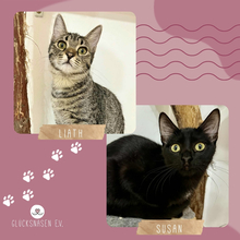 LIATH, Katze, Europäisch Kurzhaar in Rumänien