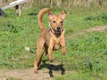 PIPPO, Hund, Mischlingshund in Italien