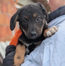 CARA, Hund, Mischlingshund in Rumänien