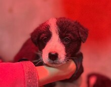 WELPE14C, Hund, Mischlingshund in Rumänien