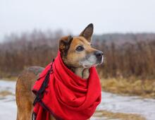 LYUSYA, Hund, Mischlingshund in Belgien