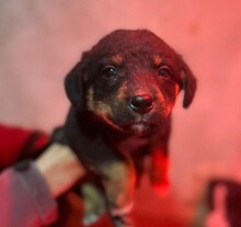 WELPE10C, Hund, Mischlingshund in Rumänien