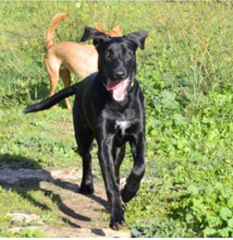 TASIA, Hund, Mischlingshund in Italien