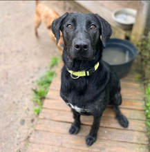 TASIA, Hund, Mischlingshund in Bellheim