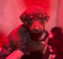 WELPE13C, Hund, Mischlingshund in Rumänien