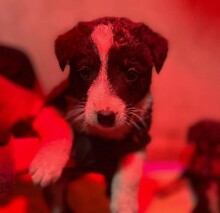 WELPE15C, Hund, Mischlingshund in Kallmünz