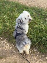 BESSIE, Hund, Mischlingshund in Kipfenberg