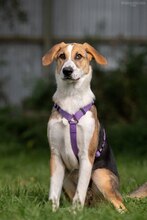 ASTRA, Hund, Mischlingshund in Russische Föderation