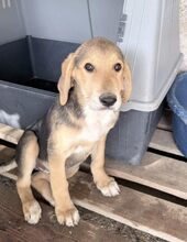 MAYA, Hund, Mischlingshund in Griechenland