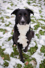 BUONAVITA, Hund, Mischlingshund in Kroatien